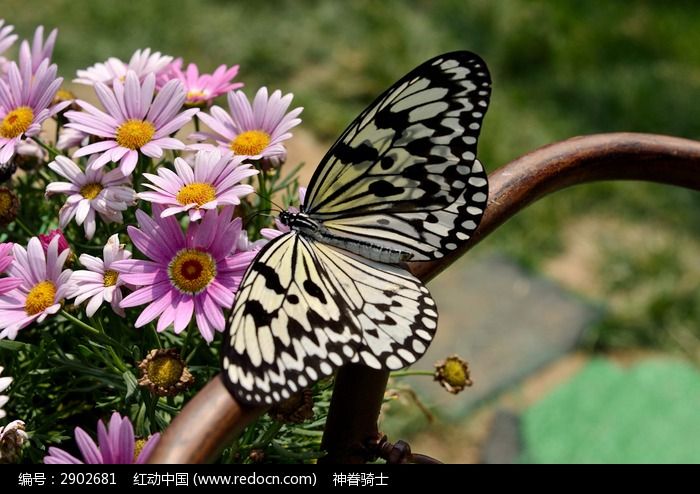 �����ĺ���ͼƬ