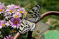 �����ĺ���