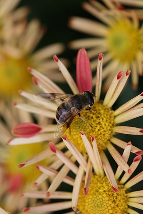 �۷��뻨��