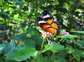 Ư���ĺ���