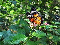 Ư���ĺ���