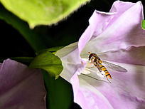 ǣţ�����۷�