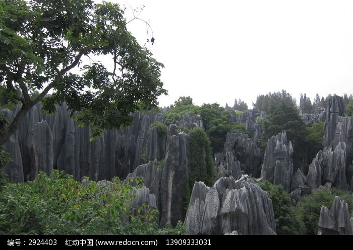 石頭山和樹