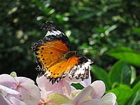 ���˵ĺ���ͣ�ڻ�����