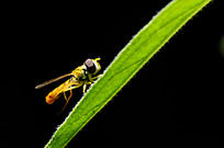 ��Ҷ�ϵĹ�Ӭ