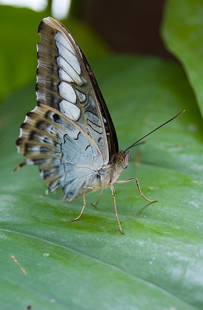 ͣ��Ҷ������Ϣ�ĺ���