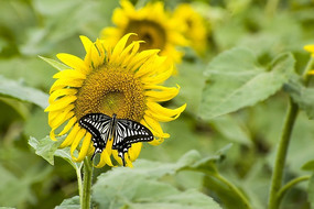 ���տ��е���