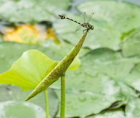 С�ɲ�¶���ǣ�������������ͷ