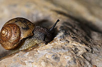 ��ʯ�ϵ���ţ