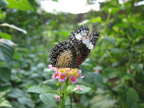 һֻ�����˻�