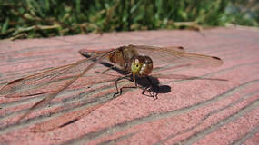 һֻ����ͣ��ʯͷ��