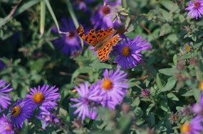 ���Ե���