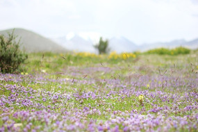 ��ɫ���ݱ���