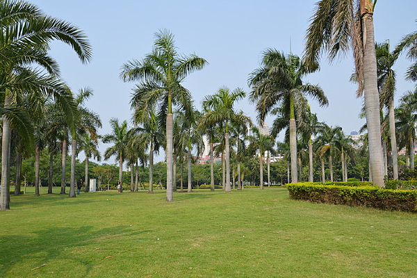 �������̲�ƺ