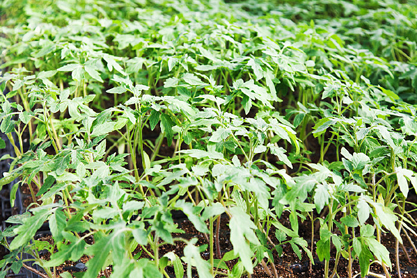 �߲�԰���������