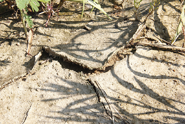 �ɺ����ѵ�