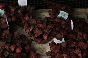 ��ɫ���Ʋ�