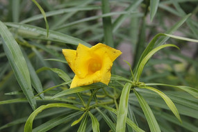 ��ɫ����