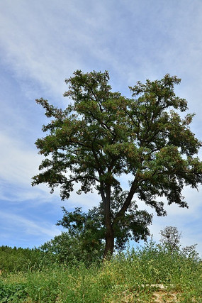 Ұ��������