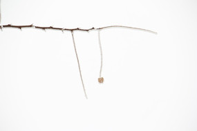 Ư������