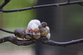 ���ϵ�һȺ��