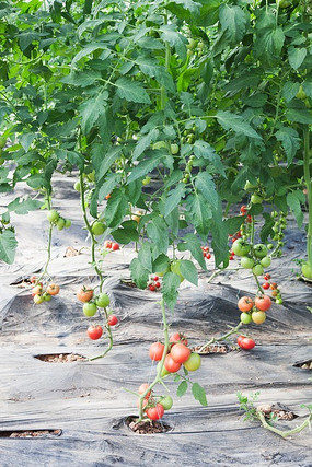 ��������ʵ��