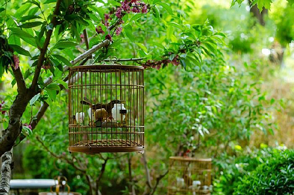 ��֦�ϵĻ�ü