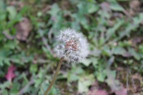 �ѹ�Ӣֲ��԰