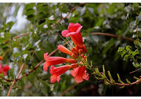 ������ɺ����