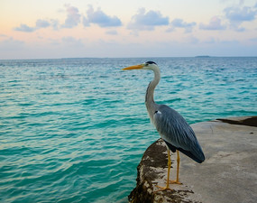 ���߰���