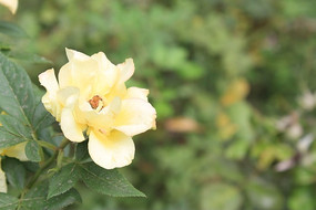 ���̵�õ��ֲ��