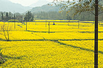 ��ɫ�Ļ���