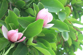 ���������Ļ�