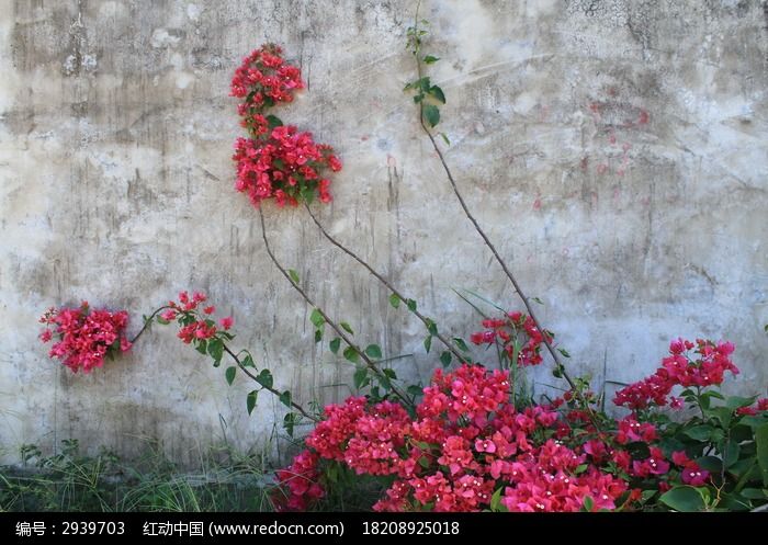 墙角盛开的杜鹃花图片