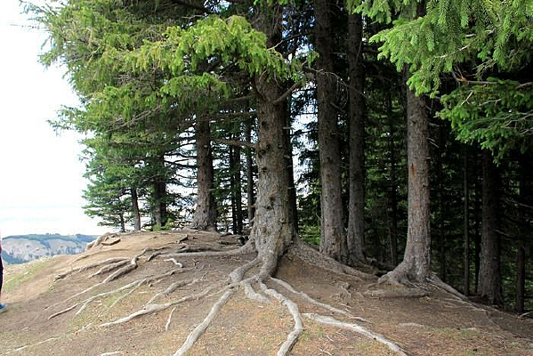 ��ɽ����