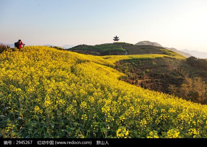 歙县金竹岭油菜花