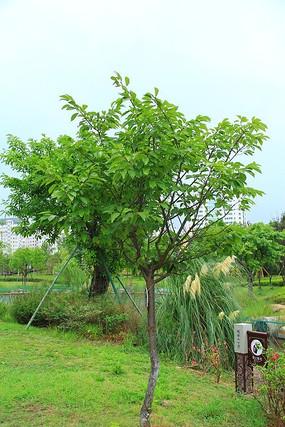 �ձ���ӣ��