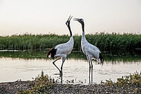 ���ڻ�����һ���ɺ�