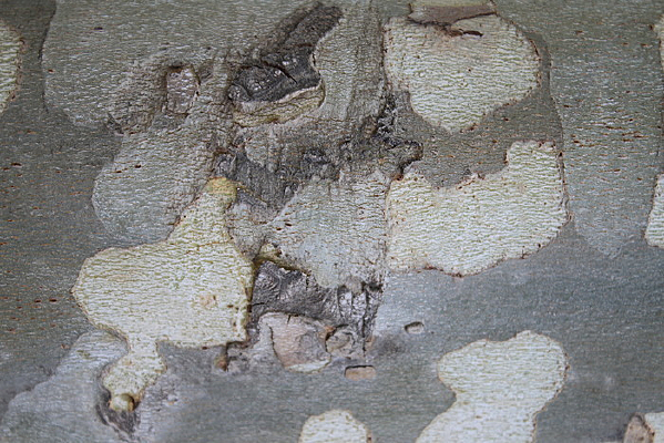 ������Ƥ