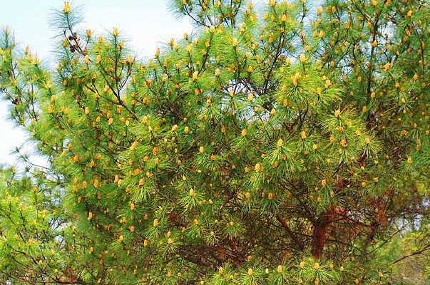 ���ɹ�������