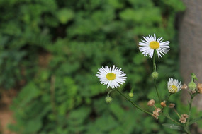 ����СҰ��