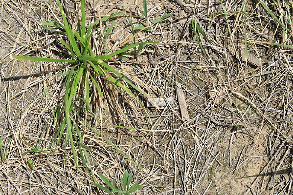 ������ͼ