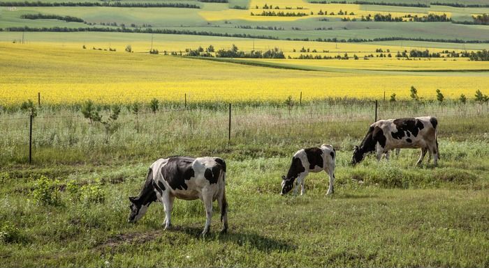 ���ڳԲݵ���ţ