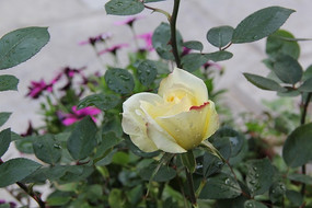 ����ɫõ��