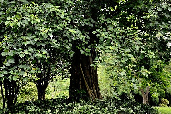 �ÿ���Ҷ��