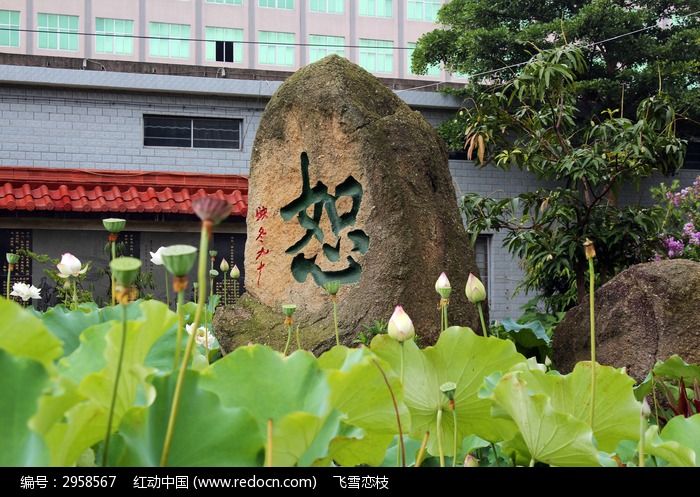 荷花旁的恕字石头