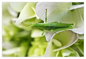 ����΢��