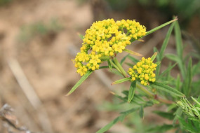 ��ɫ��СҰ��