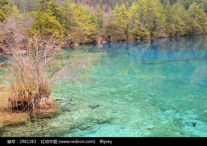 九寨溝清澈見底的湖水高清圖片下載_紅動中國