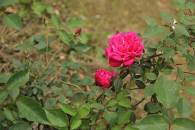 ö��ɫ�¼���